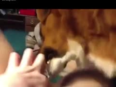 Glorious chick gets real pleasure when her dog licks her pussy and bare ass 
